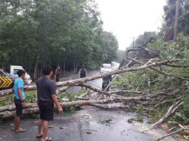 Angin kencang meumbangkan pohon karet di jalan Sanglang