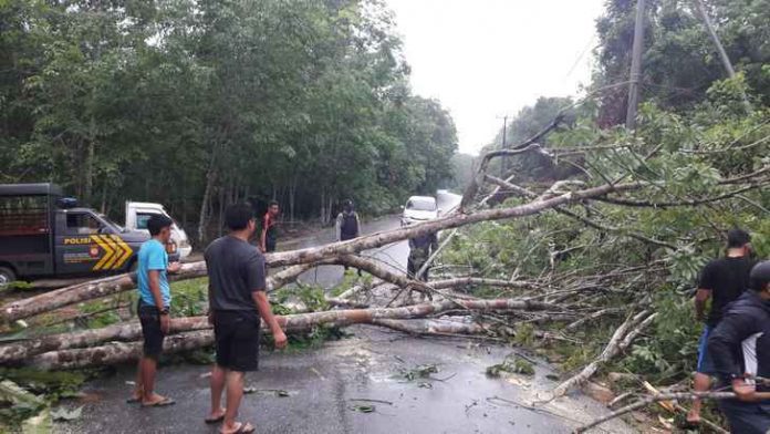 Angin kencang meumbangkan pohon karet di jalan Sanglang Angin kencang meumbangkan pohon karet di jalan Sanglang