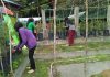 Kelompok Mahasiswa STISIPOL Raja Haji, di perkebunan Arziqha Garden