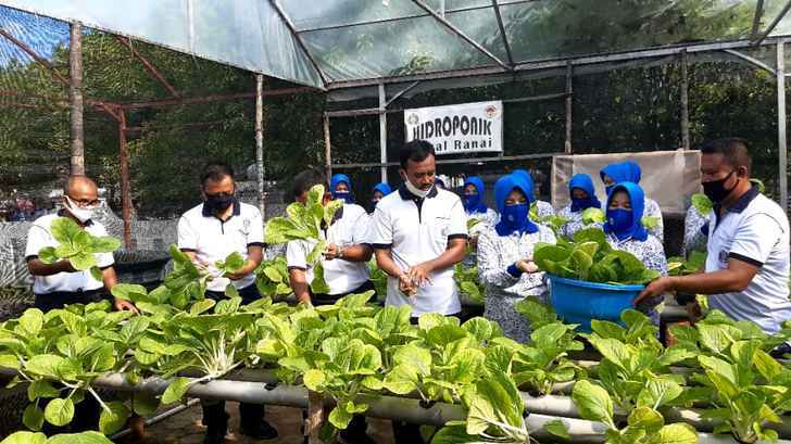 Lanal Ranai Gelar Panen Raya Perdana Sayur Sawi Dan Jagung