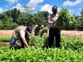 Polsek Kuba saat panen raya