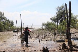 Budidaya kepiting di Kundur Barat