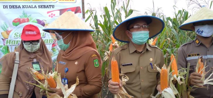 Bupati Inhil, HM Wardan, hadiri panen raya jagung di Desa Kuala Sebatu, Kecamatan Batang Tuaka, Kabupaten Indragiri Hilir, Selasa (20/10/20). 
