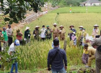 Panen Perdana Padi Organik ECO Farming di Desa Bukit Padi, Anambas