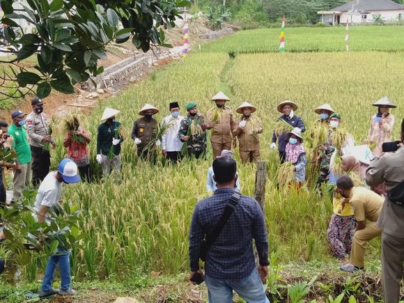 Panen Perdana Padi Organik ECO Farming di Desa Bukit Padi, Anambas