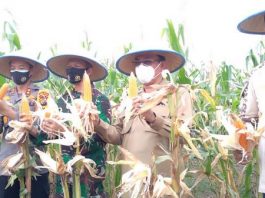 Panen raya jagung di Desa Kuala Sebatu, Kecamatan Batang Tuaka, Kabupaten Indragiri Hilir