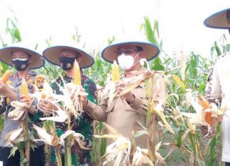 Panen raya jagung di Desa Kuala Sebatu, Kecamatan Batang Tuaka, Kabupaten Indragiri Hilir