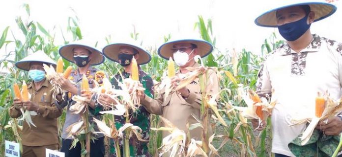 Panen raya jagung di Desa Kuala Sebatu, Kecamatan Batang Tuaka, Kabupaten Indragiri Hilir