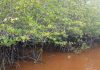 Hutan Mangrove disalah satu sisi di Mengkuse, Sawang Selatan, Kuba