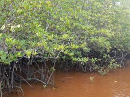 Hutan Mangrove disalah satu sisi di Mengkuse, Sawang Selatan, Kuba