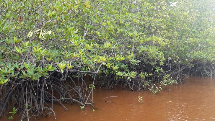 Hutan Mangrove disalah satu sisi di Mengkuse, Sawang Selatan, Kuba