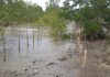 Penanaman ratusan ribu bibit mangrove, propagul di Pulau Kundur