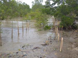Penanaman ratusan ribu bibit mangrove, propagul di Pulau Kundur
