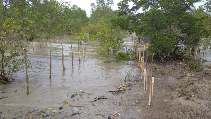 Penanaman Ratusan Ribu Bibit Mangrove, Propagul, Merupakan Program Padat Karya Penanaman Ratusan Ribu Bibit Mangrove, Propagul, Merupakan Program Padat Karya