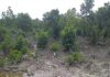 Lokasi ternak siput isap milik pemerintah desa Tebias Kecamatan Belat, Karimun