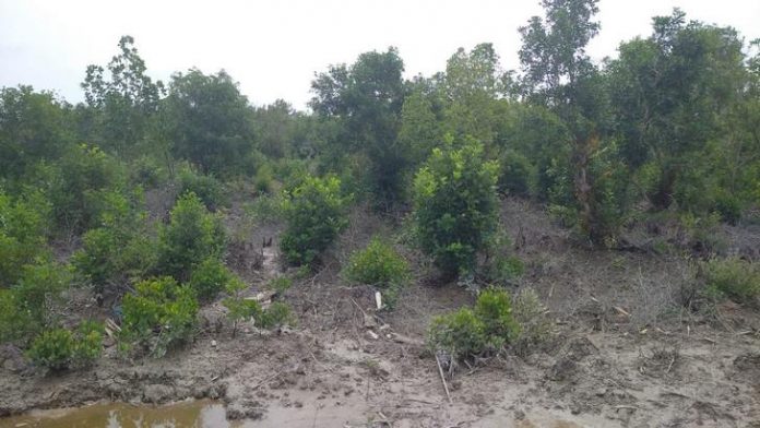 Lokasi ternak siput isap milik pemerintah desa Tebias Kecamatan Belat, Karimun