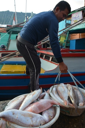 Walau Pademi, Hasil Tangkapan Nelayan Kabupaten Kepulauan Anambas Terus Meningkat Walau Pademi, Hasil Tangkapan Nelayan Kabupaten Kepulauan Anambas Terus Meningkat