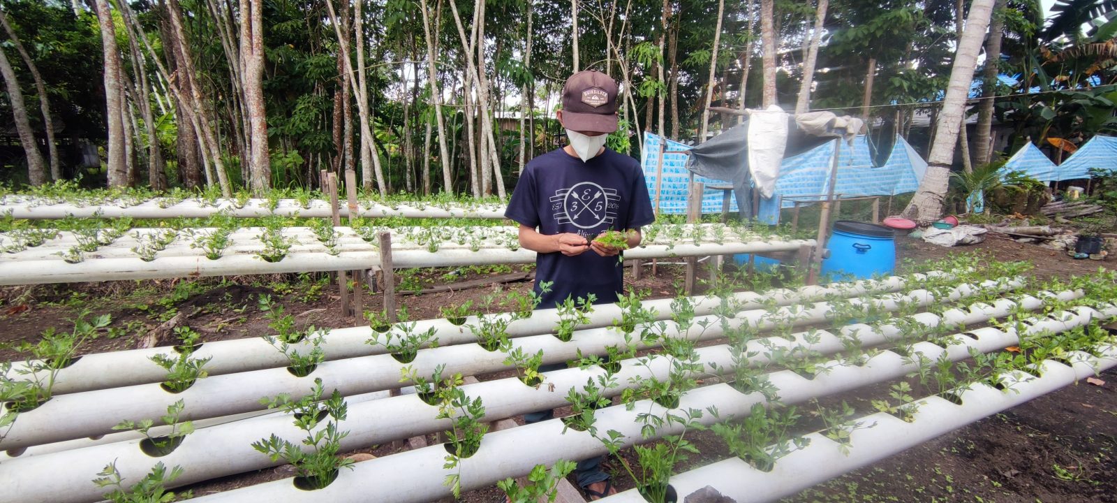 Jadi Mitra Binaan PT Timah, Anto Kembangkan Usaha Tanaman Sayur Hidroponik