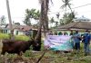 Hewan kurban yang dibagikan PT Timah
