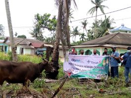 Hewan kurban yang dibagikan PT Timah