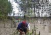 PT Timah Tbk Kembali Tanam Mangrove di Pantai Teluk