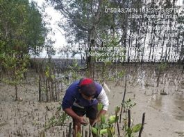 PT Timah Tbk Kembali Tanam Mangrove di Pantai Teluk