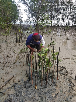 PT Timah Tbk Kembali Tanam Mangrove di Pantai Teluk