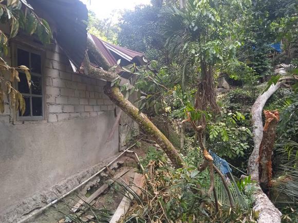 Pohon durian runtuh di Bukit Siamban Gading Sari, Kundur