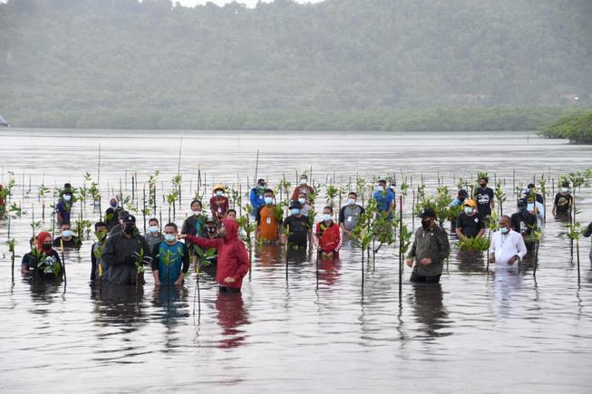 Presiden Jokowi saat melakukan penanaman mangrove di pulau Setokok Batam