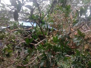 Akibat Angin Kencang, Sebuah Rumah Roboh Tertimpa Pohon Tumbang Akibat Angin Kencang, Sebuah Rumah Roboh Tertimpa Pohon Tumbang