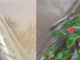 Anak-buaya-di-parit-13-Tembilahan