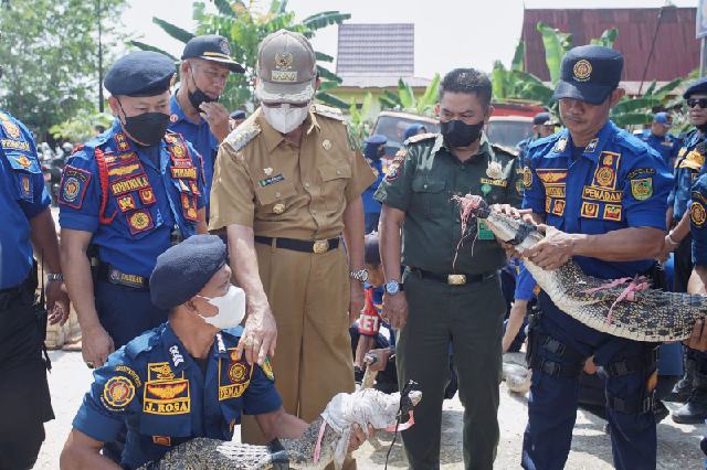 Bupati Inhil Saksikan Penyerahan Satwa Liar Hasil Tangkapan Dinas Pemadam Kebakaran dan Penyelamatan