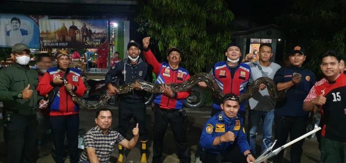 Tim Reaksi cepat Dinas Pemadam Kebakaran dan Penyelamatan (DPKP) kabupaten Indragiri Hilir (Inhil) saat mengamankan ular sanca sepanjang 5 meter Tim Reaksi cepat Dinas Pemadam Kebakaran dan Penyelamatan (DPKP) kabupaten Indragiri Hilir (Inhil) saat mengamankan ular sanca sepanjang 5 meter