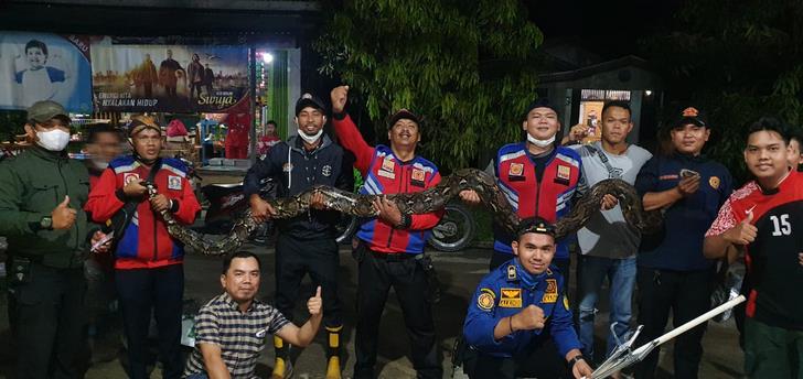 Tim Reaksi cepat Dinas Pemadam Kebakaran dan Penyelamatan (DPKP) kabupaten Indragiri Hilir (Inhil) saat mengamankan ular sanca sepanjang 5 meter