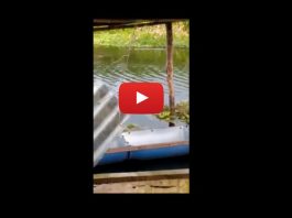 video-buaya