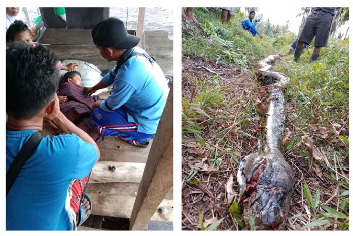 Ular sepanjang 4M setelah mati dihajar warga. Tampak sakinah sedang dirawat sementara di rumahnya di Parit Penyiruk, Sei Danai