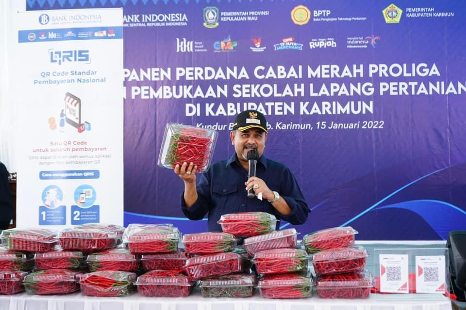 Bupati Karimun Panen Cabe Merah di Kundur Barat Dari Hasil Program Proliga Bupati Karimun Panen Cabe Merah di Kundur Barat Dari Hasil Program Proliga