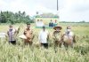 Pemkab Asahan melalui Dinas Pertanian akan terus berupaya memberikan pelayanan dan support kepada para petani