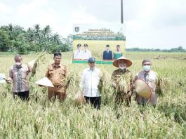 Pemkab Asahan melalui Dinas Pertanian akan terus berupaya memberikan pelayanan dan support kepada para petani
