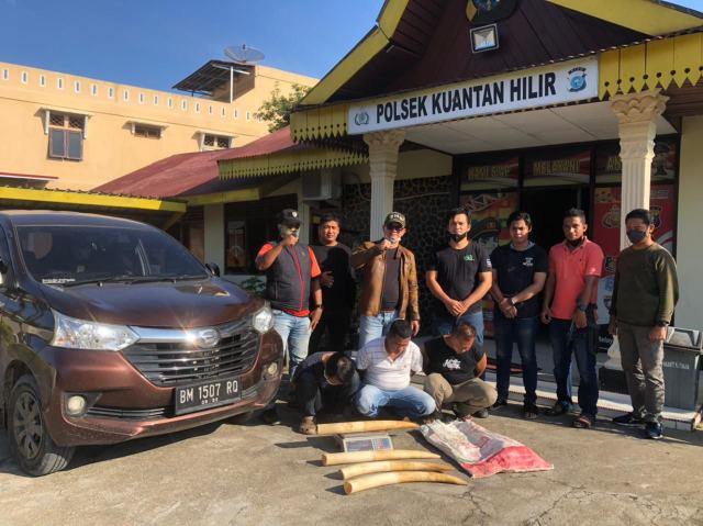 Polda Riau Amankan Pelaku Jual Beli Gading Gajah di Kuansing Polda Riau Amankan Pelaku Jual Beli Gading Gajah di Kuansing