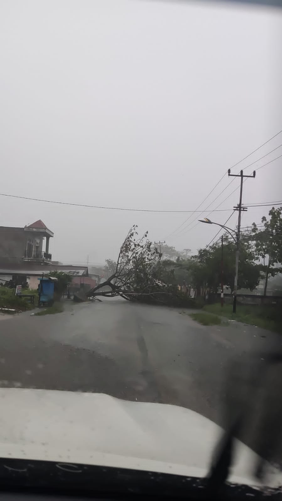 Angin Kencang Menumbangkan Pohon Besar di Depan Kantor DPRD Inhil