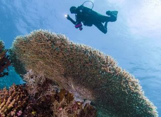 Wisata laut Anambas