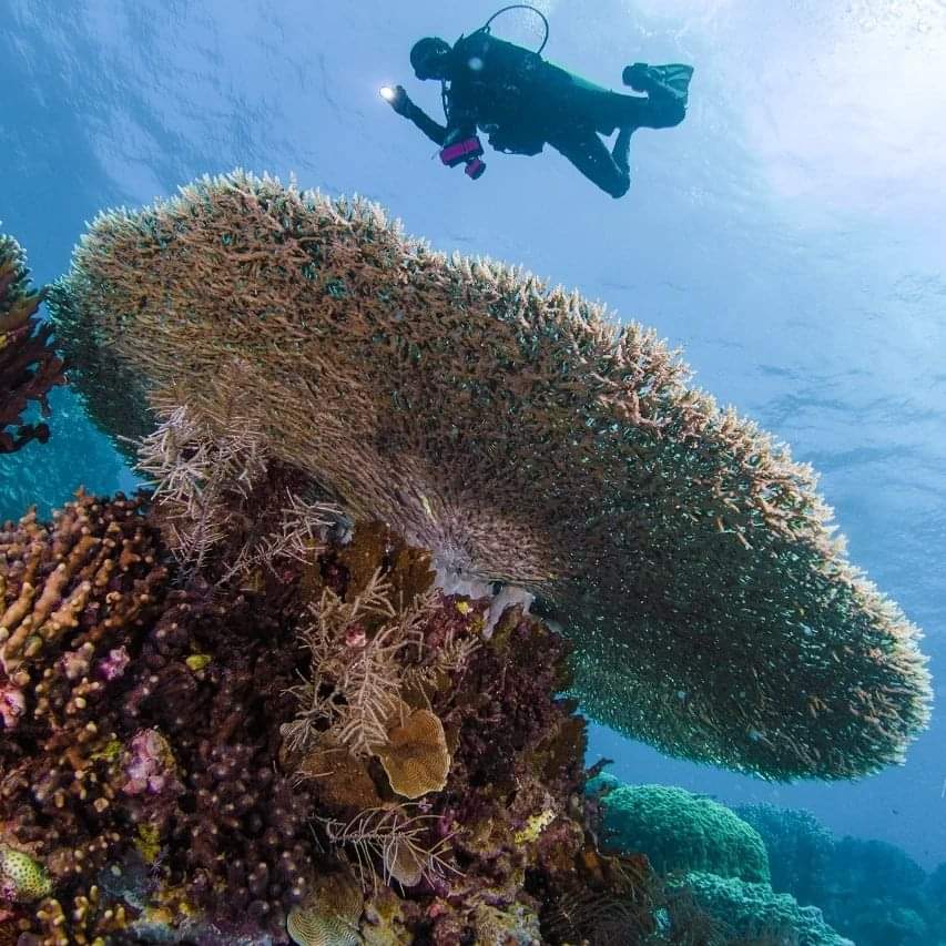 Wisata Bawah Laut Anambas Bak Surga Tersembunyi Di Perbatasan NKRI