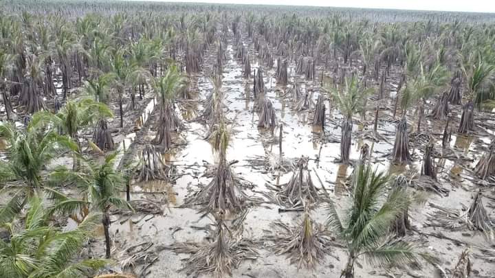 Pertanian Kelapa di Inhil, Zainal Arifin: Dengungan Hamparan Kelapa Dunia Terpeleset Jadi Hamparan Kelapa Dunia Rusak