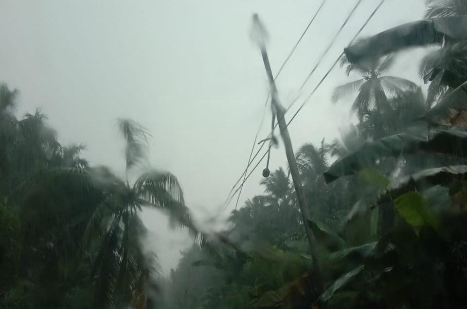 Hujan Deras Disertai Angin Kencang Menumbangkan Kelapa Dan Menimpa Kabel PLN