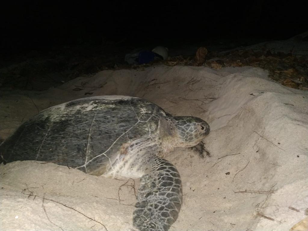 Loka Kawasan Konservasi Perairan Nasional (LKKPN) Pekanbaru, Terus Melakukan Pelestarian Penyu Di Anambas