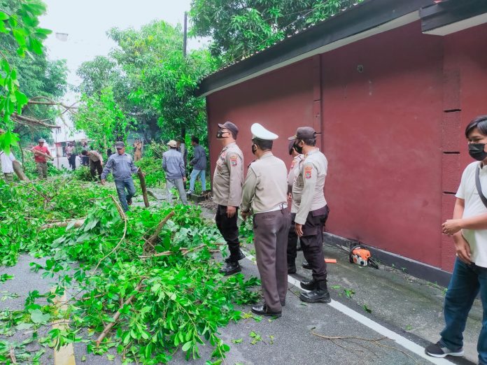 Pohon tumbang
