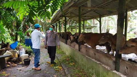 Persiapan Idul Adha, Polsek Kundur Bersama Pihak Puskeswan, Cek Kesehatan Hewan Kurban