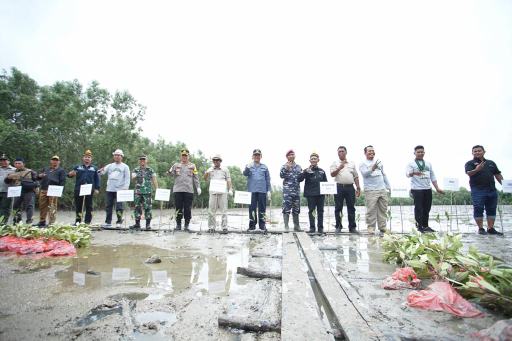 Hari Mangrove Sedunia, IKDR Bersama Jikalahari Lakukan Penanaman Mangrove