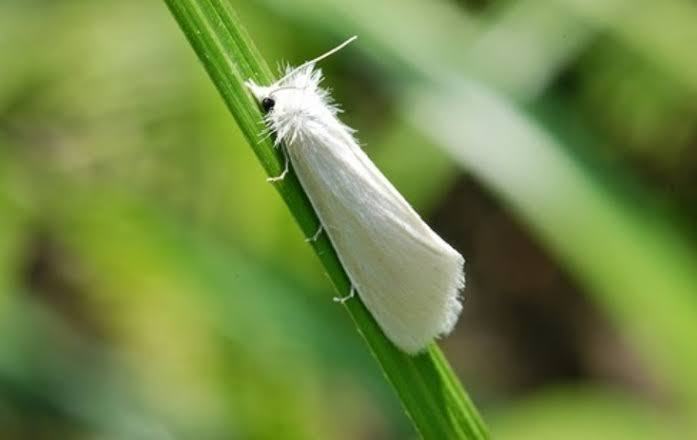 Setelah Diteliti Oleh Kemenkes, Kupu-kupu Putih Atau Ngengat Tidak Beracun